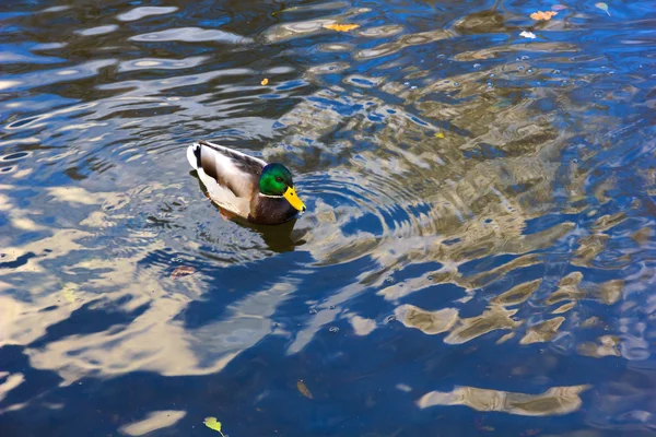 En gräsand drake i blått vatten. — Stockfoto