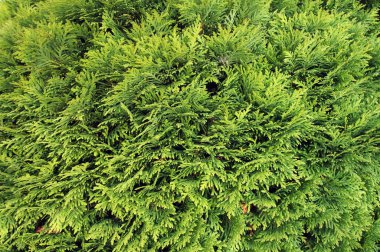 Evergreen kozalaklı ağaç Thuja Arborvitae. Doğal yeşil arkaplan.                                             