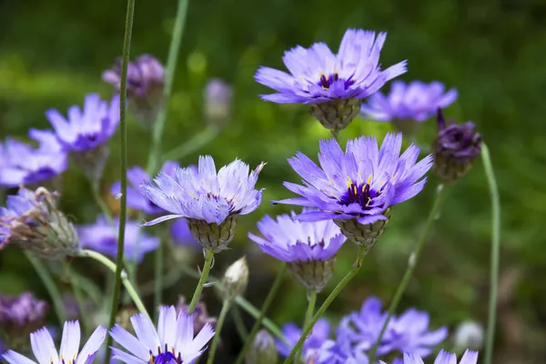 Blue Και Λιλά Λουλούδια Της Catananche Έρως Βέλος Compositae Οικογένεια — Φωτογραφία Αρχείου