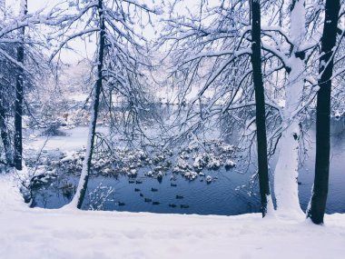 Kış manzarasında ördekler ve ağaçlarla kaplı bir nehir.. 