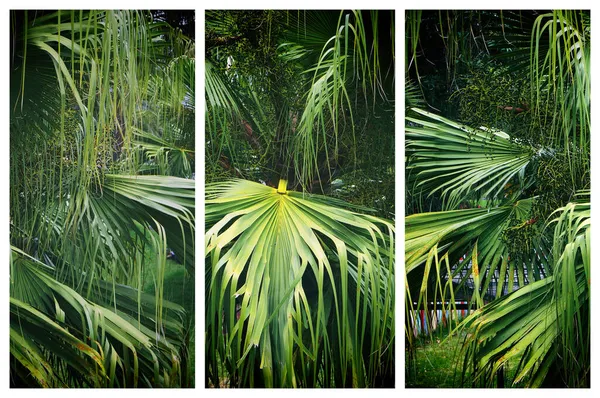 Triptychon Aus Großen Grünen Blättern Der Fächerpalme Livistona Naturgrüner Hintergrund — Stockfoto
