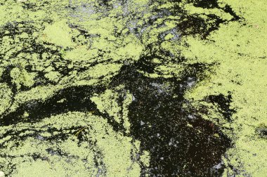 Bataklık yeşil ördek otuyla kaplı..                         