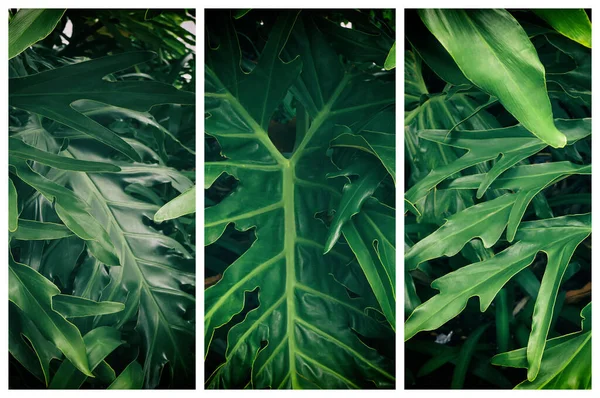 Triptychon Mit Großen Grünen Blättern Von Monstera Naturgrüner Hintergrund — Stockfoto