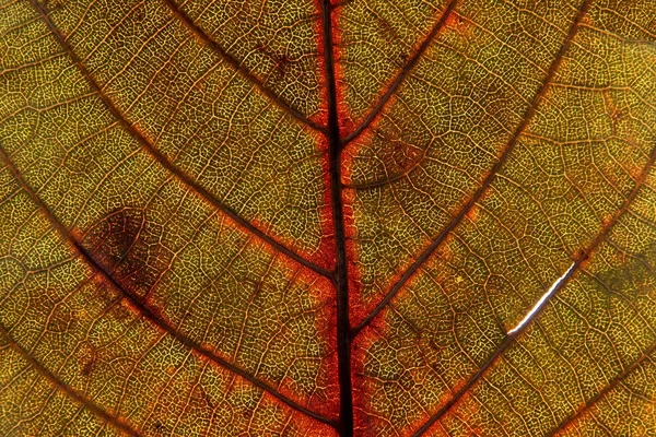 Autumn leaf texture — Stock Photo, Image