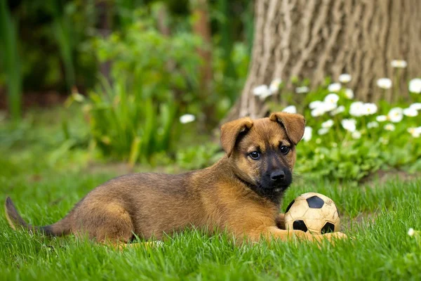 Câine mic — Fotografie, imagine de stoc