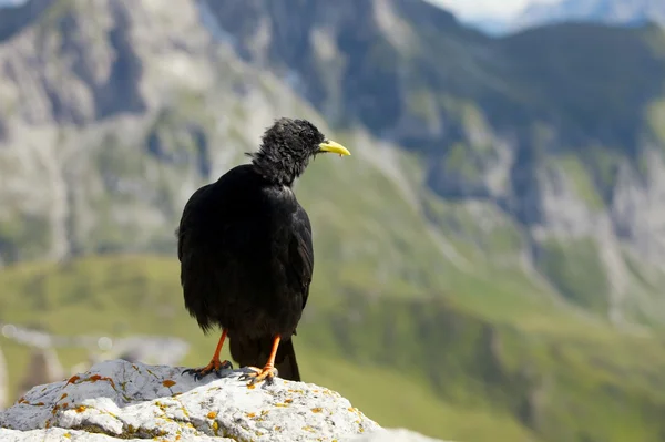 Krähe auf Klippe — Stockfoto