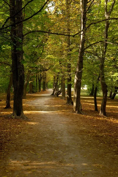 Orman yolu — Stok fotoğraf