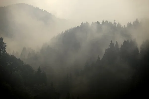 Ködös erdő — Stock Fotó