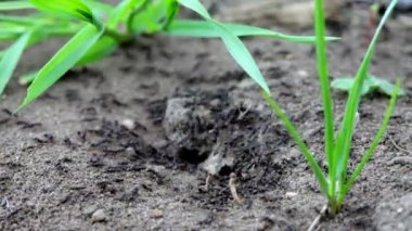 karınca bir yığın