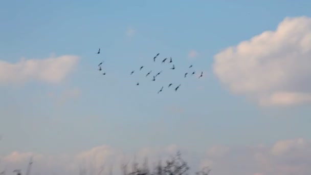 Aves voando — Vídeo de Stock