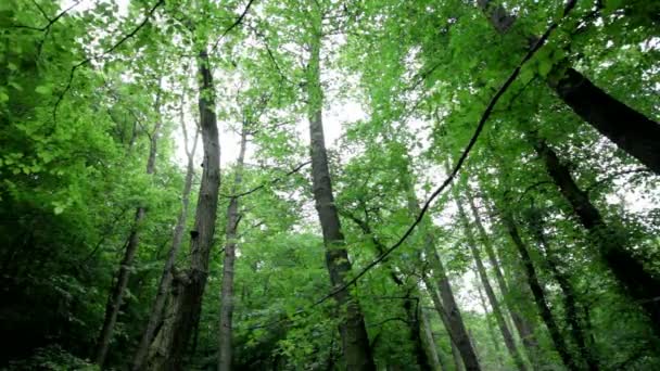 Forêt