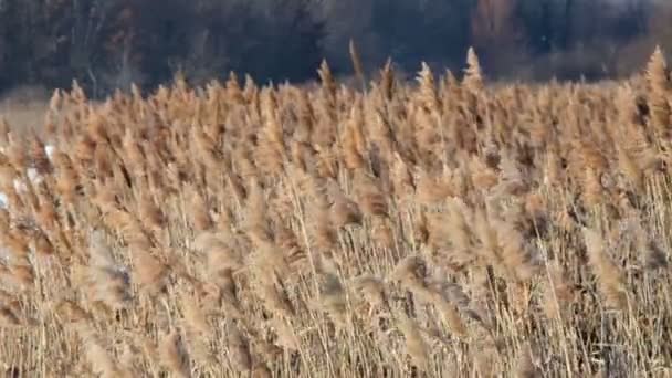 Reed field — Stock Video