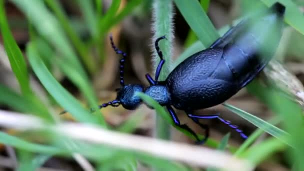 Bug in het gras — Stockvideo