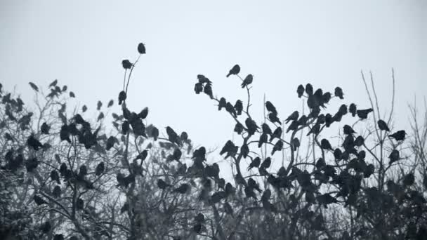 Crows on a tree — Stock Video