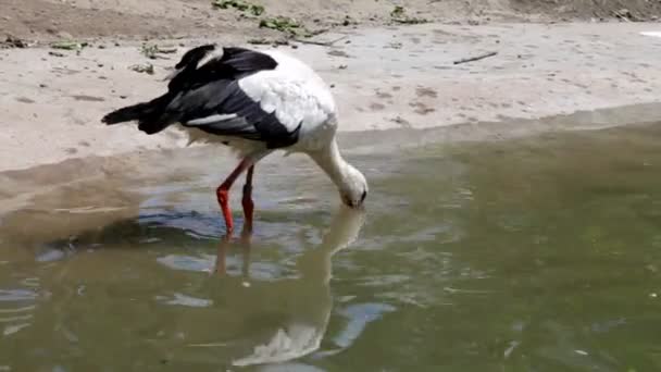 Stork in lake — Stock Video