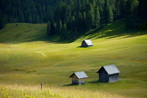 Alpine Field — Stock Photo, Image