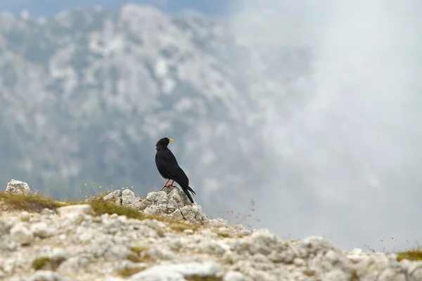 Bird on cliff — Stock Photo, Image