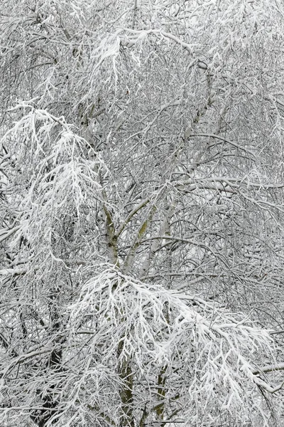 Winterliche Äste — Stockfoto