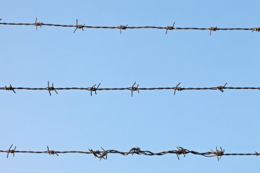 Champ de maïs à la récolte