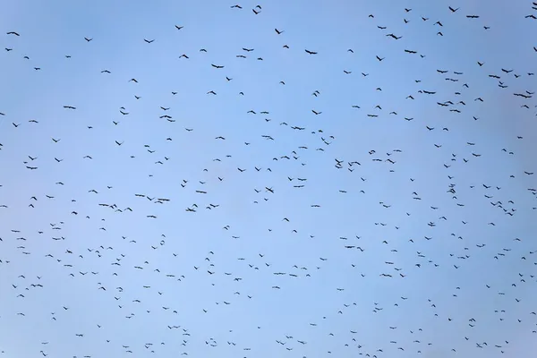 Many birds — Stock Photo, Image