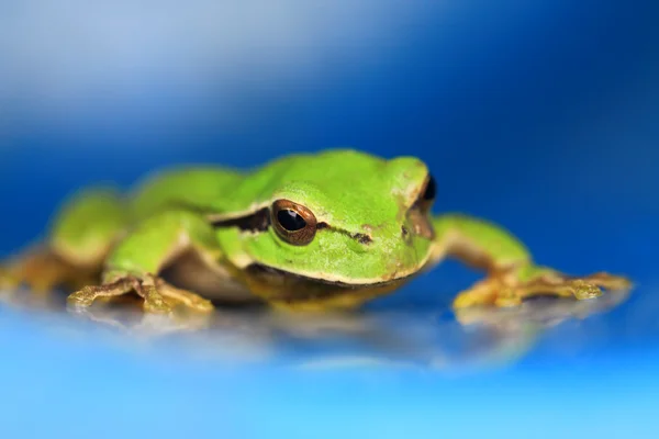 Žába — Stock fotografie