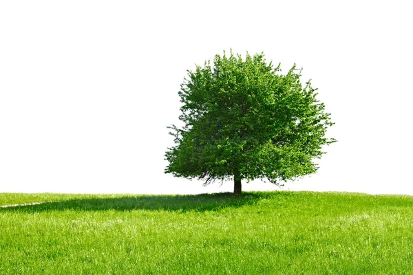 Copac — Fotografie, imagine de stoc