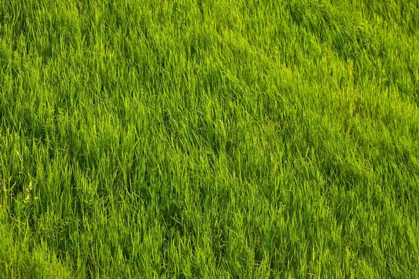 Трава — стоковое фото