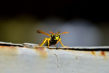Arı closeup paslı metal nesne üzerinde