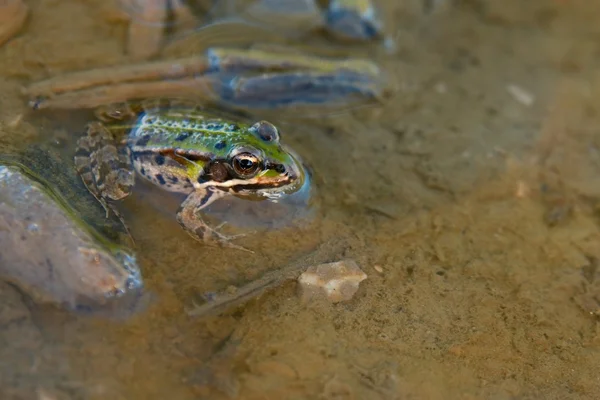 Frosch — Stockfoto