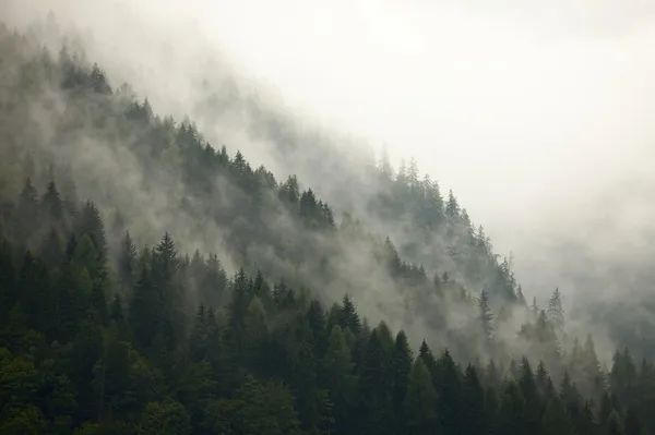 Nebbia forestale — Foto Stock