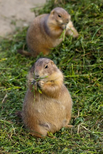 Prairie Dogs — Stock Photo, Image