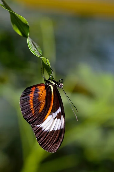 Mariposa. — Foto de Stock