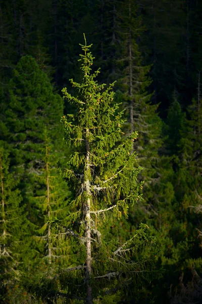 Bosbouw — Stockfoto