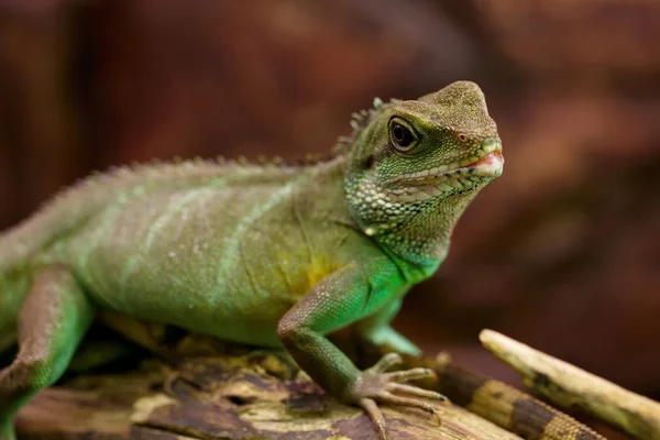 Leguan — Stockfoto