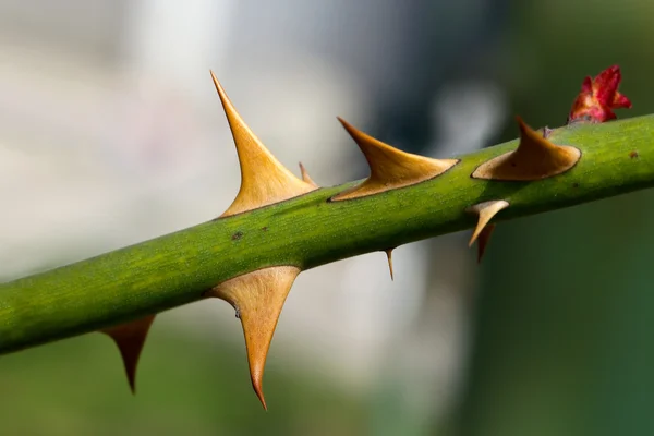 Stekelhuidigen — Stockfoto