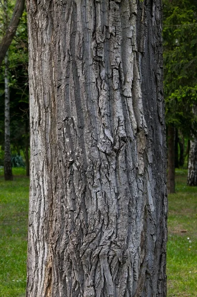 Pień drzewa — Zdjęcie stockowe