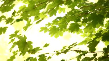 taze yeşil yapraklar