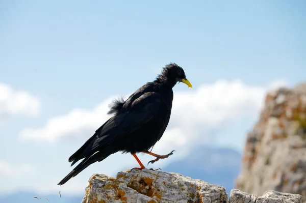 Krähe — Stockfoto