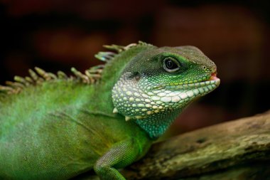 Iguana