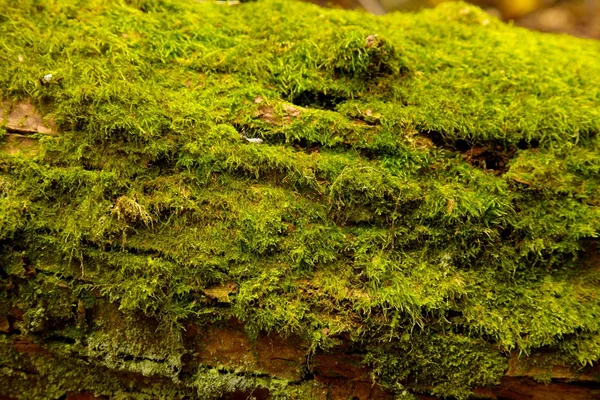 Moss — Stockfoto