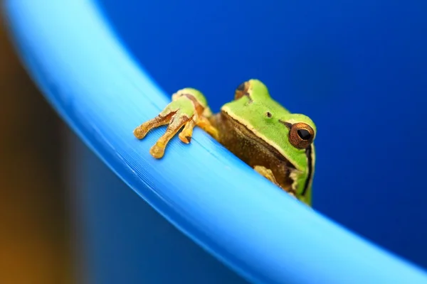 Frosch — Stockfoto