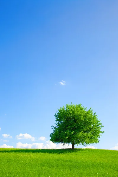 Tree — Stock Photo, Image