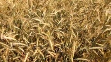 Tarım