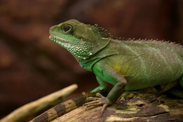 Leguan — Stockfoto