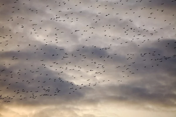 Birçok kuş — Stok fotoğraf