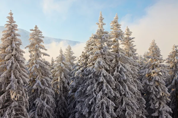 Paesaggio invernale — Foto Stock