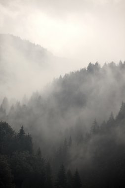 sisli orman