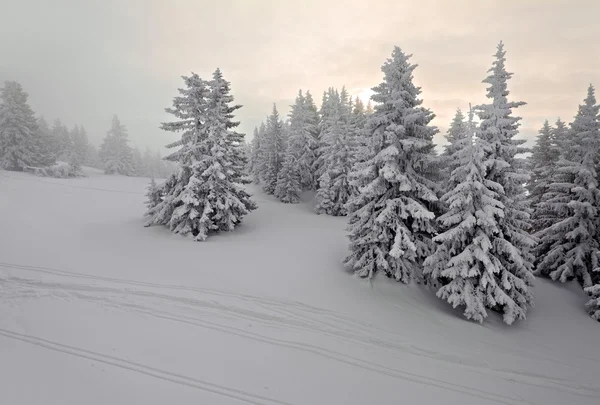 Vinterskog — Stockfoto