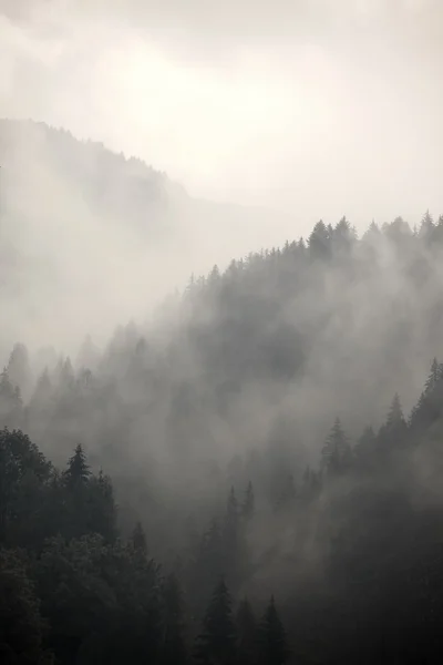 Ködös erdő Stock Kép