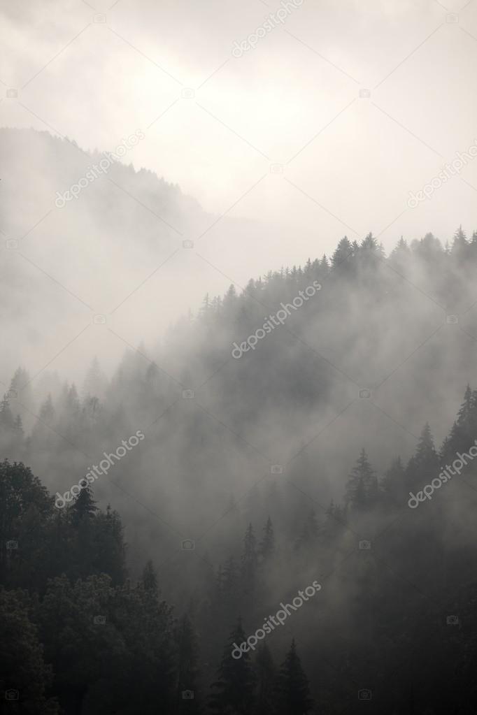 Foggy forest